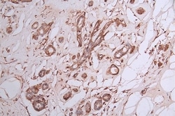 CRMP2 Antibody (20D8), Novus Biologicals:Antibodies:Primary Antibodies