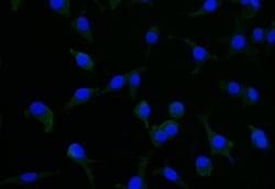 CRMP2 Antibody (20D8), Novus Biologicals:Antibodies:Primary Antibodies