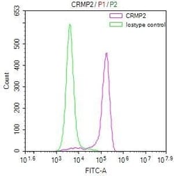 CRMP2 Antibody (20D8), Novus Biologicals:Antibodies:Primary Antibodies