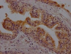 DPPIV/CD26 Antibody (6G7), Novus Biologicals 50 &mu;L, Unconjugated:Antibodies,