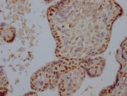 DNMT1 Antibody (1A9), Novus Biologicals 50 &mu;L, Unconjugated:Antibodies,