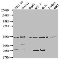 HDJ2 Antibody (23C6), Novus Biologicals:Antibodies:Primary Antibodies