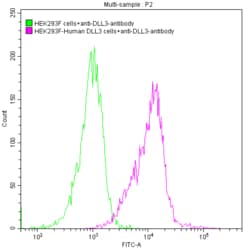 DLL3 Antibody (7B7), Novus Biologicals:Antibodies:Primary Antibodies