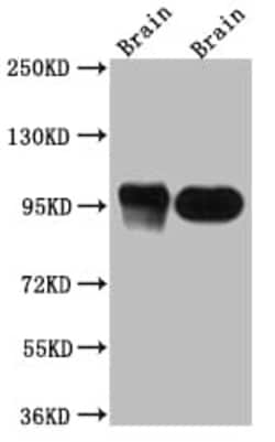 PSD-95 Antibody (1H4), Novus Biologicals 50 &mu;L, Unconjugated:Antibodies,