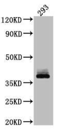Dkk-1 Antibody (1D12), Novus Biologicals:Antibodies:Primary Antibodies