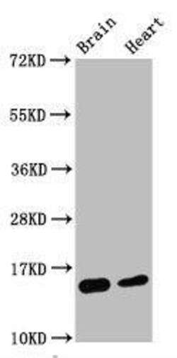 Histone H3.1, Dimethyl Lys4 Antibody (6F6), Novus Biologicals:Antibodies:Primary