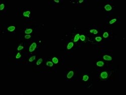 Histone H3.1, Dimethyl Lys4 Antibody (6F6), Novus Biologicals:Antibodies:Primary