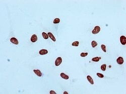 Histone H3.1, Dimethyl Lys4 Antibody (6F6), Novus Biologicals:Antibodies:Primary