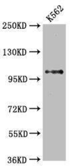 DGCR8 Antibody (2H2), Novus Biologicals 100 &mu;L, Unconjugated:Antibodies,