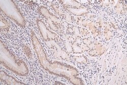 DEK Antibody (20D2), Novus Biologicals:Antibodies:Primary Antibodies