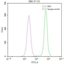 DEK Antibody (20D2), Novus Biologicals:Antibodies:Primary Antibodies