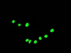 DDX5 Antibody (2C3), Novus Biologicals:Antibodies:Primary Antibodies