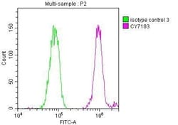 DDX5 Antibody (2C3), Novus Biologicals:Antibodies:Primary Antibodies