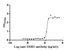 DDR1 Antibody (7F6), Novus Biologicals 50 &mu;L, Unconjugated:Antibodies,