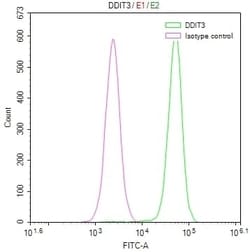 GADD153/CHOP Antibody (17A10), Novus Biologicals 100 &mu;L, Unconjugated:Antibodies,