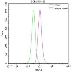 XPE/DDB2 Antibody (24E5), Novus Biologicals 50 &mu;L, Unconjugated:Antibodies,