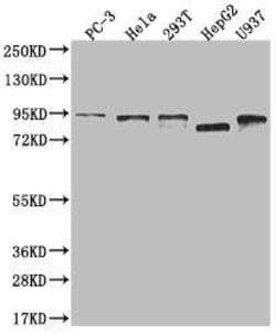 DBF4 Antibody (24D8), Novus Biologicals 50 &mu;L, Unconjugated:Antibodies,