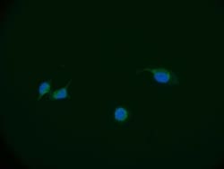 DBF4 Antibody (24D8), Novus Biologicals 50 &mu;L, Unconjugated:Antibodies,