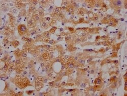 Cytochrome P450 3A4 Antibody (10B10), Novus Biologicals 100 &mu;L, Unconjugated:Antibodies,