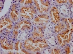 Cathepsin S Antibody (9B10), Novus Biologicals 50 &mu;L, Unconjugated:Antibodies,