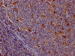 Cathepsin S Antibody (9B10), Novus Biologicals 50 &mu;L, Unconjugated:Antibodies,