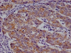 beta Casein Antibody (29D6), Novus Biologicals 50 &mu;L, Unconjugated:Antibodies,