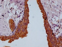 beta Casein Antibody (29D6), Novus Biologicals 50 &mu;L, Unconjugated:Antibodies,