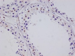 TORC3/CRTC3 Antibody (10G3), Novus Biologicals 50 &mu;L, Unconjugated:Antibodies,