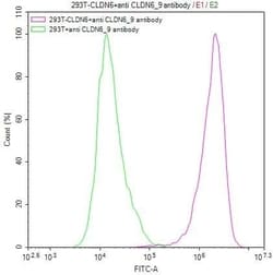 Claudin-6 Antibody (9H8), Novus Biologicals 50 &mu;L, Unconjugated:Antibodies,