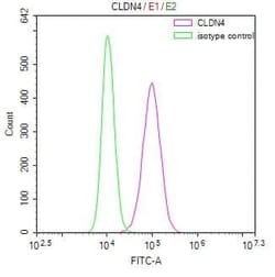 Claudin-4 Antibody (10F4), Novus Biologicals 50 &mu;L, Unconjugated:Antibodies,