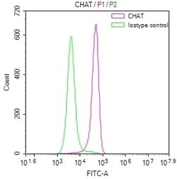Choline Acetyltransferase/ChAT Antibody (8E7), Novus Biologicals 100 &mu;L,
