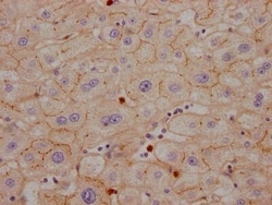 CEACAM1/CD66a Antibody (10H8), Novus Biologicals 100 &mu;L, Unconjugated:Antibodies,