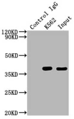 Cdk6 Antibody (8G3), Novus Biologicals:Antibodies:Primary Antibodies