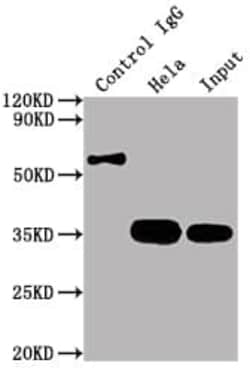 CDK4 Antibody (8F2), Novus Biologicals 50 &mu;L, Unconjugated:Antibodies,