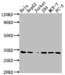 CDK4 Antibody (8F2), Novus Biologicals 50 &mu;L, Unconjugated:Antibodies,