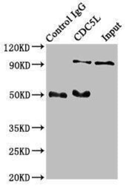 CDC5L Antibody (1E3), Novus Biologicals:Antibodies:Primary Antibodies