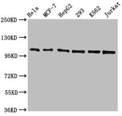 CDC5L Antibody (1E3), Novus Biologicals:Antibodies:Primary Antibodies