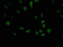 CDC5L Antibody (1E3), Novus Biologicals:Antibodies:Primary Antibodies