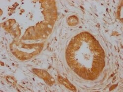 CDC42 Antibody (3C3), Novus Biologicals:Antibodies:Primary Antibodies