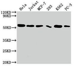 CDC37 Antibody (10C3), Novus Biologicals:Antibodies:Primary Antibodies