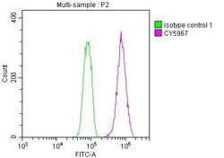 CDC37 Antibody (10C3), Novus Biologicals:Antibodies:Primary Antibodies