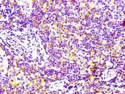 CD97 Antibody (3A7), Novus Biologicals 50 &mu;L, Unconjugated:Antibodies,