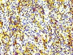 CD97 Antibody (3A7), Novus Biologicals 50 &mu;L, Unconjugated:Antibodies,