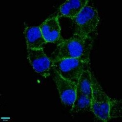 CD97 Antibody (3A7), Novus Biologicals 50 &mu;L, Unconjugated:Antibodies,