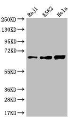 CD58/LFA-3 Antibody (13G5), Novus Biologicals 50 &mu;L, Unconjugated:Antibodies,