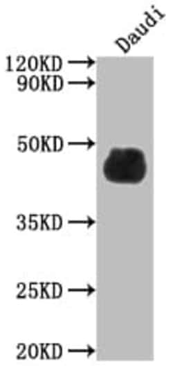 CD48/SLAMF2 Antibody (7E1), Novus Biologicals 100 &mu;L, Unconjugated:Antibodies,
