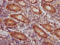 CD46 Antibody (7D12), Novus Biologicals:Antibodies:Primary Antibodies