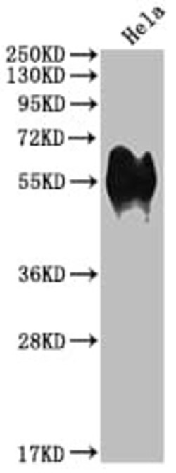 CD46 Antibody (7D12), Novus Biologicals:Antibodies:Primary Antibodies