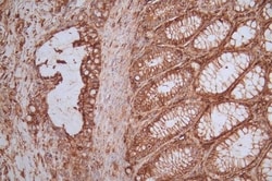 CD44 Antibody (19H12), Novus Biologicals 100 &mu;L, Unconjugated:Antibodies,