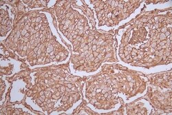 CD44 Antibody (19H12), Novus Biologicals 100 &mu;L, Unconjugated:Antibodies,